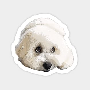 Coton De Tulear Sticker